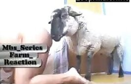 Animal zoo sex