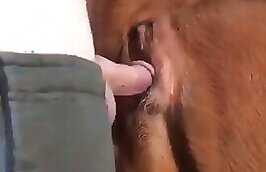 ZooAnimalPorn