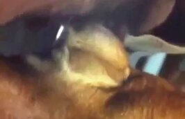 Zoo Porn Clips