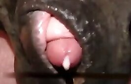 ZooPornHub