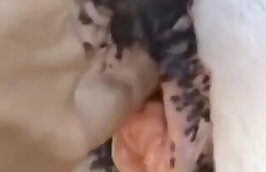 ZOO Porn video for FREE