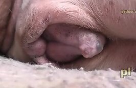 Zoo Porn You