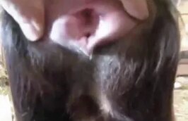 Zoo Sex Run