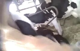 Zoo Sex Run