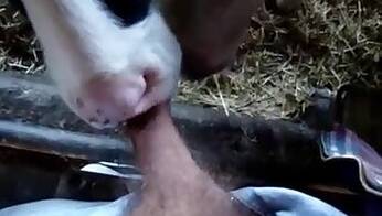 Anal animal xxx
