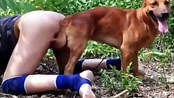 Animal Porn
