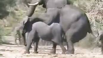 Asian animal xxx