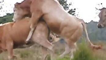 Horse animal sex