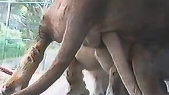 Japanese animal tube