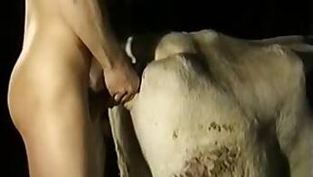 Pig animal sex