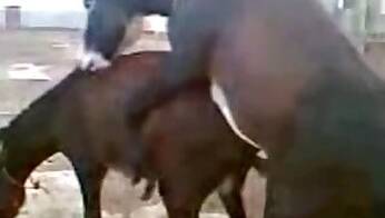 Stallion animal sex