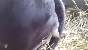 Zoo Porn Videos
