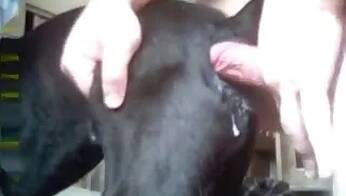Zoo Porn Videos