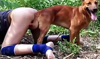 Animal Porn