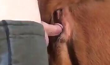 Animal Porn and zoo sex video