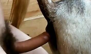 Animal Porn and zoo sex video