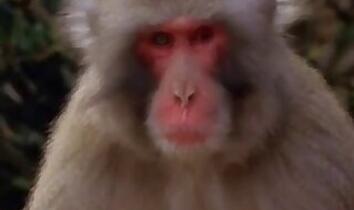 Asian Bestiality Tube