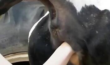 Cow bestiality sex