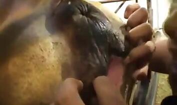 Farm bestiality porn