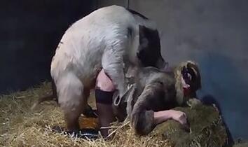Fucking bestiality tube