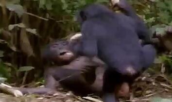 Mature animal sex