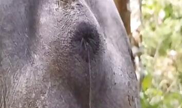 Outdoor bestiality porn