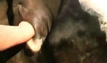 Pig animal sex
