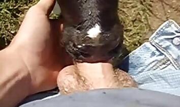 Pony animal sex