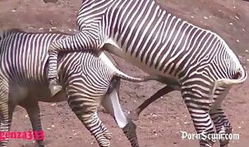 Dog Fuck Girl. Free zoo porn site