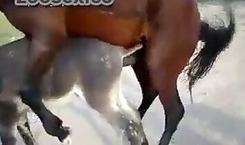 Dog Fuck Girl. Free zoo porn site