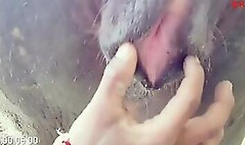 PornTubeZoo