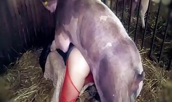 Stallion animal sex