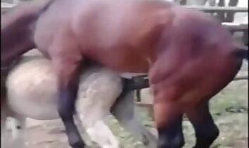 Stallion animal sex