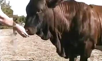 Stallion animal xxx