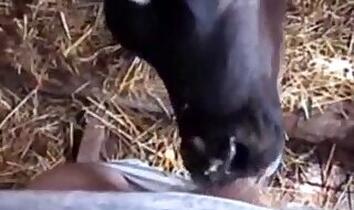 Sucking animal sex