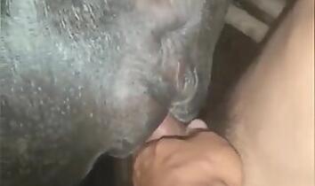 ZooFreePorn