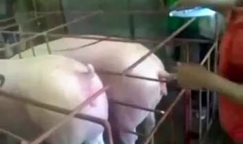 Zoo Porn Clips