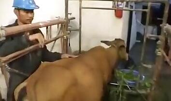 ZOO Porn video for FREE