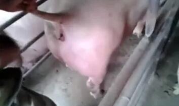 Zoo Porn Videos