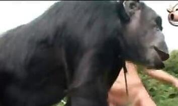 Free Zoo Sex Video