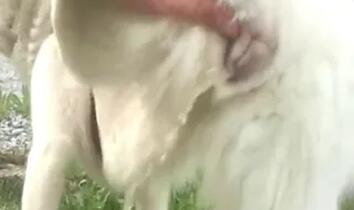 Zoo Sex Run