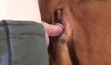 Animal Porn and zoo sex video