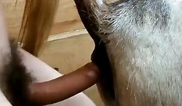 Animal Porn and zoo sex video
