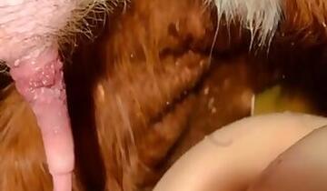 Asian Bestiality Tube