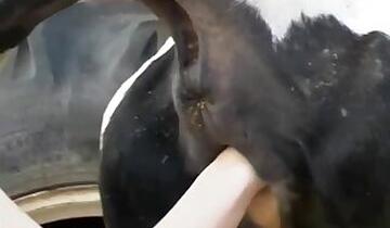 Cow bestiality sex