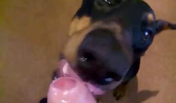 Dogs animal tube porn