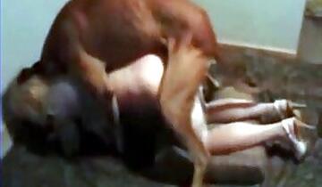 Dogs animal tube porn