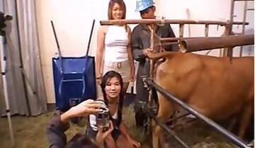 Farm bestiality porn