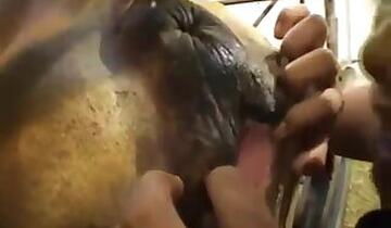 Farm bestiality porn
