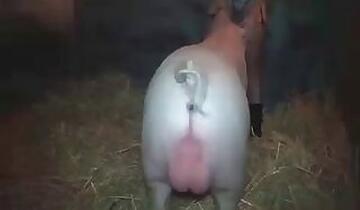 Fisting animal porn